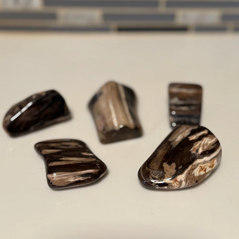 Polished Petrified Wood Display Piece – Natural Fossil Stone - SYN - ergy
