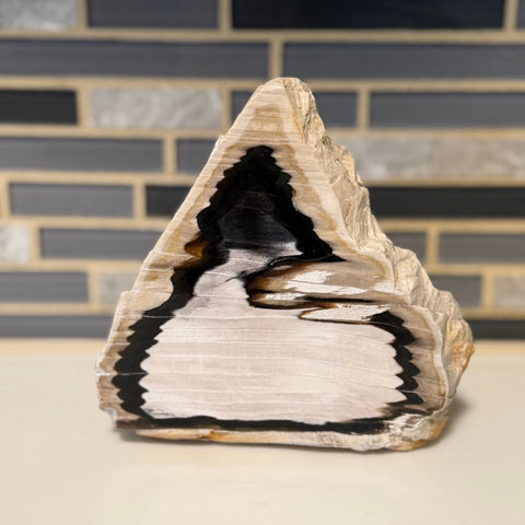 Polished Petrified Wood Display Piece – Natural Fossil Stone - SYN - ergy