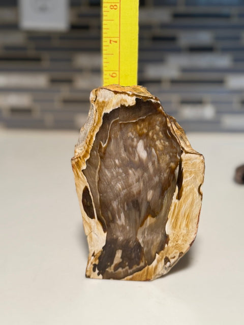Polished Petrified Wood Display Piece – Natural Fossil Stone - SYN - ergy