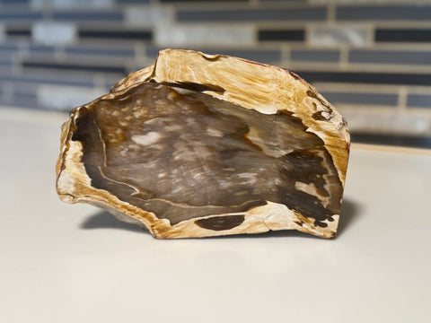 Polished Petrified Wood Display Piece – Natural Fossil Stone - SYN - ergy