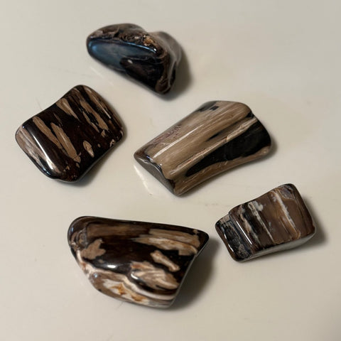 Polished Petrified Wood Display Piece – Natural Fossil Stone - SYN - ergy