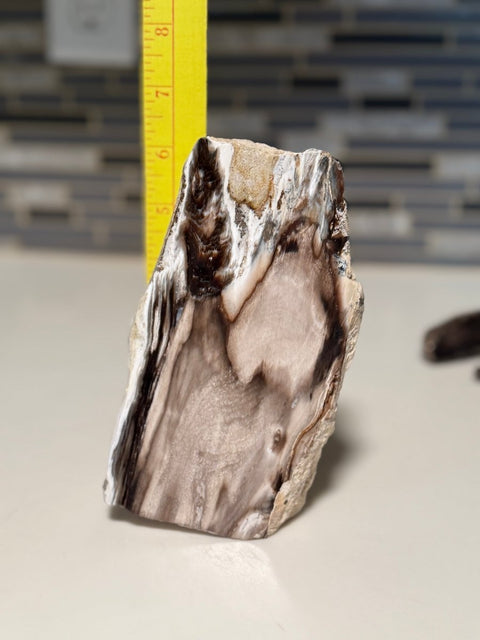 Polished Petrified Wood Display Piece – Natural Fossil Stone - SYN - ergy
