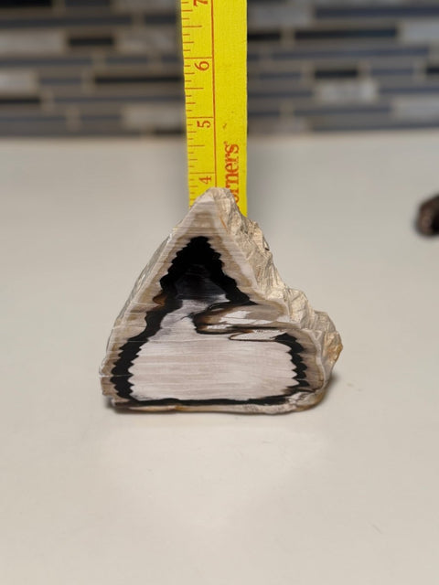 Polished Petrified Wood Display Piece – Natural Fossil Stone - SYN - ergy