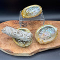 Abalone Shell for Smudging & Sacred Ritual - SYN-ergy