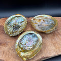 Abalone Shell for Smudging & Sacred Ritual - SYN-ergy