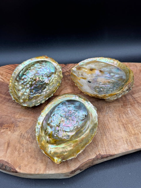 Abalone Shell for Smudging & Sacred Ritual - SYN-ergy