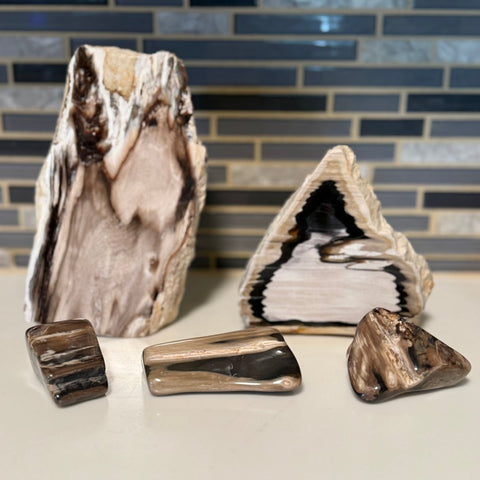 Polished Petrified Wood Display Piece – Natural Fossil Stone - SYN - ergy