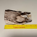 Polished Petrified Wood Display Piece – Natural Fossil Stone - SYN - ergy