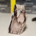 Polished Petrified Wood Display Piece – Natural Fossil Stone - SYN - ergy