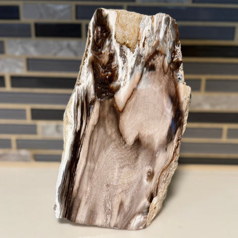 Polished Petrified Wood Display Piece – Natural Fossil Stone - SYN - ergy