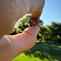 Polished Rhodolite Garnet Cabochon| Deep Pink Garnet Crystal | Root & Heart Chakra Stone | Crystal for Passion & Creativity | Jewelry Making Gem - SYN - ergy