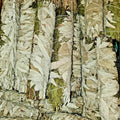 White Sage Cedar Smudge Bundle: Hand - Tied Ritual Smoke Wand - SYN - ergy